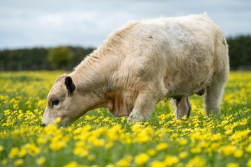 Stud speckle park and angus bull grazing on pasture and yellow flowers.