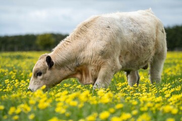 Stud speckle park and angus bull grazing on pasture and yellow flowers.