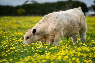 Stud speckle park and angus bull grazing on pasture and yellow flowers.