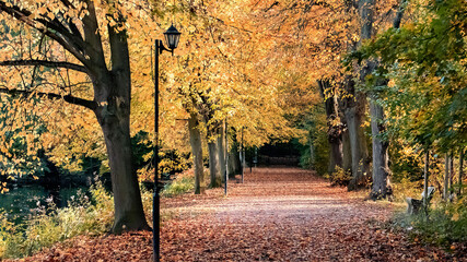 Naklejka premium Allee mit Laterne im Herbstwald