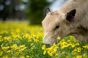 Stud speckle park and angus bull grazing on pasture and yellow flowers.