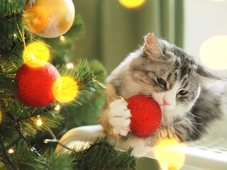 Grey cute funny cat playing with Christmas balls at the Christmas tree. Winter holidays. Pet and holiday