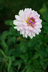 pink pompon and ball dahlia in the cottage garden