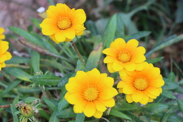 flower in the garden