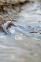 Earthworm and the first spring stream, close-up, selective focus.