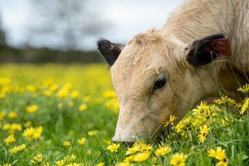 Stud speckle park and angus bull grazing on pasture and yellow flowers.