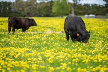 Stud speckle park and angus bull grazing on pasture and yellow flowers.