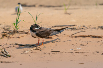 The black skimmer (Rynchops niger)