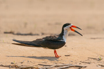 The black skimmer (Rynchops niger)