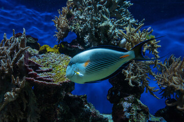 Naklejka na ściany i meble Poisson tropical - aquarium - récif coralien - fond marin