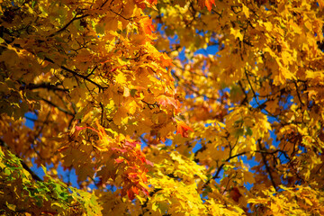 Wonderfully beautiful and sunny October day in Vilnius. The trees are adorned with autumn gold.