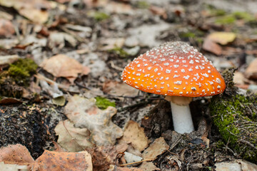 Mushroom - Amanita muscaria - fly agaric. Poisonous fly agaric on forest soil in autumn.
