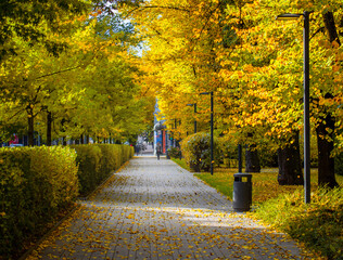Wonderfully beautiful and sunny October day in Vilnius. The trees are adorned with autumn gold.