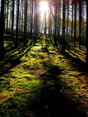 Sonnenstrahlen im Wald