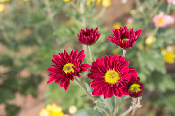 Beautiful red chrysanthemum flower background