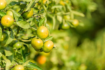Satsuma orange fruit that began to ripe, on the tree