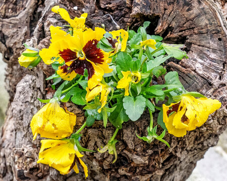 yellow pancy flowers closeup on old tree trunk