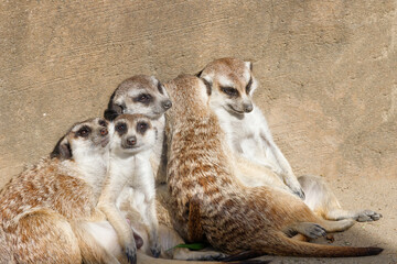 ミーアキャット、日向に体を寄せ合い陽の光を浴びる子供たち