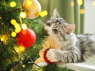Grey cute funny cat playing with Christmas balls at the Christmas tree. Winter holidays. Pet and holiday