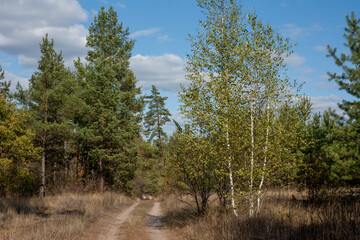 Fototapeta na wymiar Mixed Forest landsape. Sunny day birch trees and pine trees