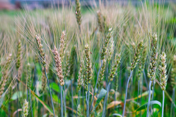 Wheat field. Ears of golden wheat closeup. Harvest concept