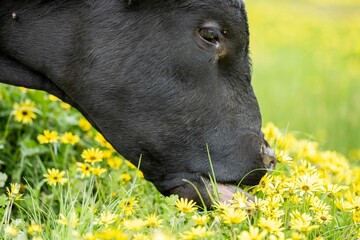 Stud Angus, wagyu, Murray grey, Dairy and beef Cows and Bulls grazing on grass and pasture in a...