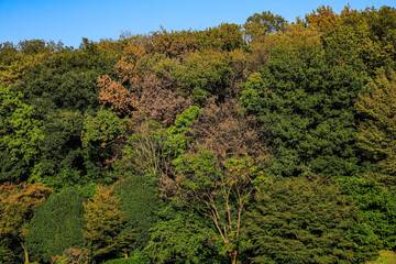 Fototapeta premium trees in the woods