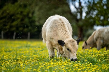 Stud Angus, wagyu, Murray grey, Dairy and beef Cows and Bulls grazing on grass and pasture in a...
