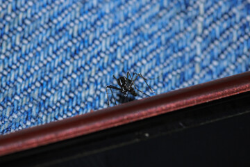 aedes albopictus fly macro photo