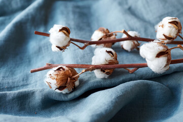 White cotton flowers on blue fabric