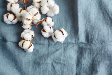 Fototapeta na wymiar White cotton flowers on blue fabric top view