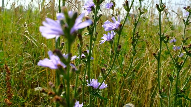 Blooming chicory swaying in the wind. Flowers of wild chicory endive among meadow grass. Wildflower grassland. Blue and Purple flowers. Blue flowers on natural background. Cichorium intybus. Landscape