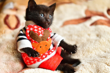 Black British kitty in a red and white shirt