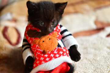 Black British kitty in a red and white shirt