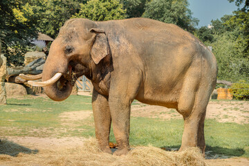 Fototapeta premium African elephant walk on green field. Close-up. High quality photo