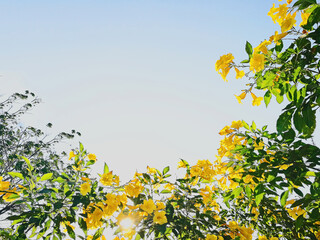 Yellow flower against blue sky.  Clear blue sky.