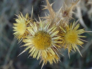 Eine Golddistel am Ende Ihrer Blütezeit im Herbst