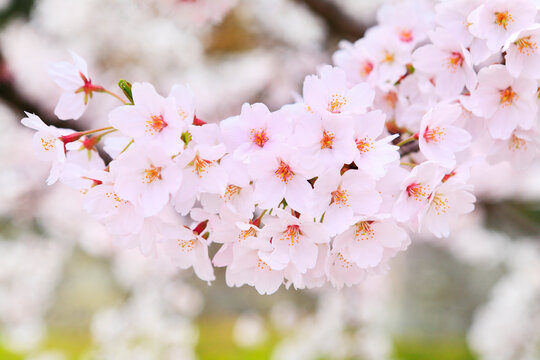 149,969 件の最適な 桜アップ 画像、ストック写真、ベクター Adobe Stock