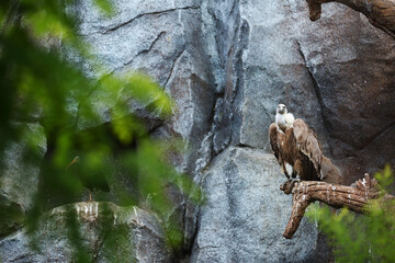 The griffon vulture (Gyps fulvus) sitting on the old branch. Grey rocks in the background.