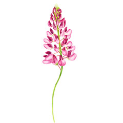 watercolor flower pink lupin