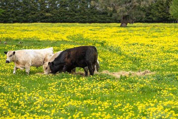 Stud Angus, wagyu, Murray grey, Dairy and beef Cows and Bulls grazing on grass and pasture in a...