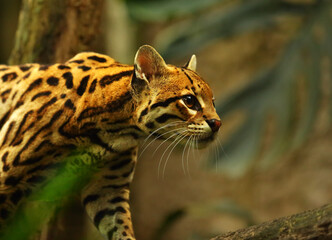 The American spotted cat (Leopardus pardalis) walking on the branche. Dark background.