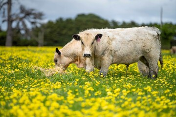 Stud Angus, wagyu, Murray grey, Dairy and beef Cows and Bulls grazing on grass and pasture in a...