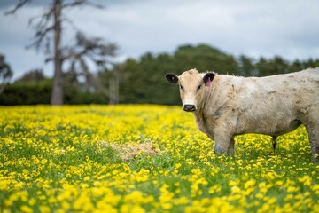 Stud Angus, wagyu, Murray grey, Dairy and beef Cows and Bulls grazing on grass and pasture in a...
