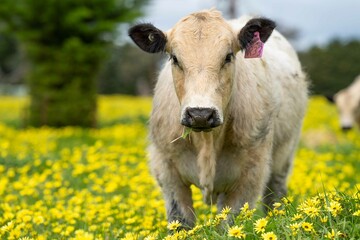 Stud Angus, wagyu, Murray grey, Dairy and beef Cows and Bulls grazing on grass and pasture in a...