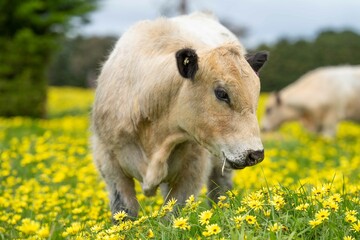 Stud Angus, wagyu, Murray grey, Dairy and beef Cows and Bulls grazing on grass and pasture in a...