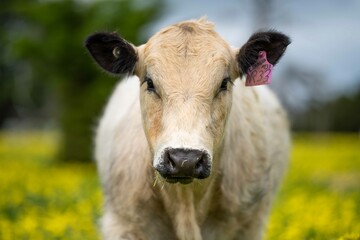 Stud Angus, wagyu, Murray grey, Dairy and beef Cows and Bulls grazing on grass and pasture in a...