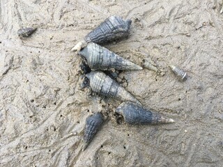 Seashells on the wet beach  ground 
