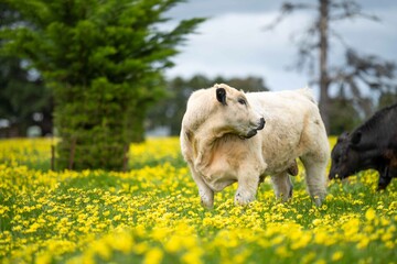 Stud Angus, wagyu, Murray grey, Dairy and beef Cows and Bulls grazing on grass and pasture in a...