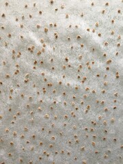 Collected tomato seeds are drying indoor